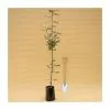 Sorbus Aucuparia 'Cardinal Royal' | Rowan Tree | 9L Pot | 120-150cm 1 Sorbus Aucuparia 'Cardinal Royal' | Rowan Tree | 9L Pot | 120-150cm -All Plants Sales Store TR87607 main image 7a43