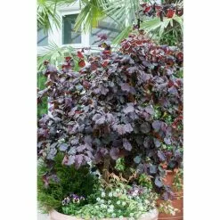Corylus Avellana 'Red Majestic' (PBR) | Purple Twisted Hazel Tree | 9L Pot | 120-150cm