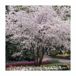 4-5ft Winter Flowering Cherry Blossom Tree | 9L Pot | Prunus X Sub Autumnalis -All Plants Sales Store TR87611 add image 2 2eac