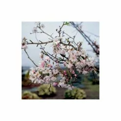4-5ft Winter Flowering Cherry Blossom Tree | 9L Pot | Prunus X Sub Autumnalis -All Plants Sales Store TR87611 add image 4 aed8