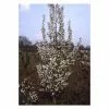 Prunus 'Snow Goose' | Upright Flowering Cherry | 9L Pot | 120-150cm 2 Prunus 'Snow Goose' | Upright Flowering Cherry | 9L Pot | 120-150cm -All Plants Sales Store TR87612 main image e54d