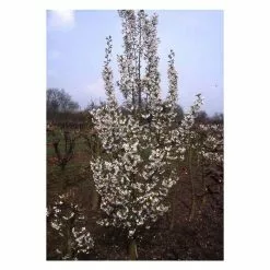 Prunus 'Snow Goose' | Upright Flowering Cherry | 9L Pot | 120-150cm