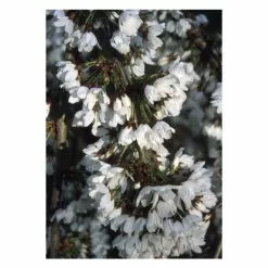 4-5ft Prunus Snow Showers Cherry Blossom Tree | 9L Pot