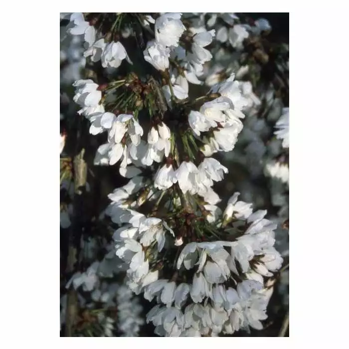 4-5ft Prunus Snow Showers Cherry Blossom Tree | 9L Pot 3 4-5ft Prunus Snow Showers Cherry Blossom Tree | 9L Pot