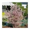 Prunus Nipponica Var. Kurilensis 'Ruby' | Dwarf Apline Cherry Blossom Tree | 9L Pot | 120-150cm 2 Prunus Nipponica Var. Kurilensis 'Ruby' | Dwarf Apline Cherry Blossom Tree | 9L Pot | 120-150cm -All Plants Sales Store TR87614 main image 98e0