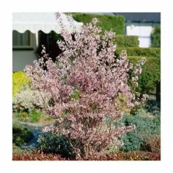Prunus Nipponica Var. Kurilensis 'Ruby' | Dwarf Apline Cherry Blossom Tree | 9L Pot | 120-150cm