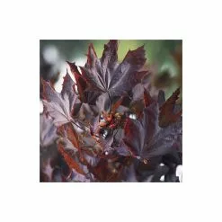 Acer Platanoides 'Crimson King' | Purple Norway Maple Tree | 18L Pot | 120-150cm -All Plants Sales Store TR87616 add image 1 d712