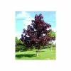 Acer Platanoides 'Crimson King' | Purple Norway Maple Tree | 18L Pot | 120-150cm -All Plants Sales Store TR87616 main image 78c5