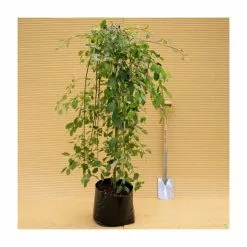 Salix Caprea 'Kilmarnock' | Weeping Willow Tree | 18L Pot | 120-150cm -All Plants Sales Store TR87617 add image 7 a7dd