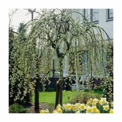 Salix Caprea 'Kilmarnock' | Weeping Willow Tree | 18L Pot | 120-150cm
