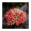 Physocarpus Opulifolius 'Diabolo' (PBR) | 12L Pot | 150-180cm | By Frank P Matthews