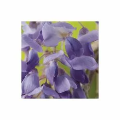 5ft Wisteria Sinensis | 9L Pot -All Plants Sales Store TR9900 add image 1 9cb4