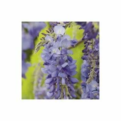 5ft Wisteria Sinensis | 9L Pot -All Plants Sales Store TR9900 add image 2 9e11