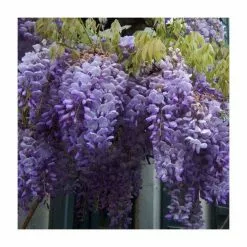5ft Wisteria Sinensis | 9L Pot