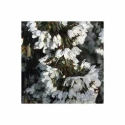 Prunus 'Snow Showers' | Weeping Fuji Cherry Blossom Tree | 18L Pot | 200-240cm Half Standard -All Plants Sales Store TR9913 add image 1 a5d2