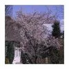 Prunus × Subhirtella 'Autumnalis Rosea' | Cherry Blossom Tree | 18L Pot | 200-240cm Half Standard -All Plants Sales Store TR9914 main image a76b