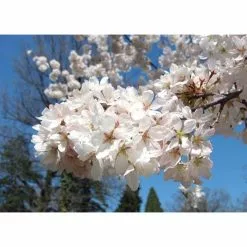 Prunus X Yedoensis 'Shidare-Yoshino' | Weeping Yoshino Cherry Blossom Tree | 18L Pot | 200-240cm Half Standard -All Plants Sales Store TR9915 add image 5 00ec