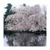 Prunus X Yedoensis 'Shidare-Yoshino' | Weeping Yoshino Cherry Blossom Tree | 18L Pot | 200-240cm Half Standard -All Plants Sales Store TR9915 main image 5bc9