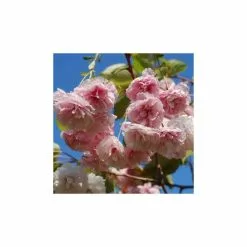 Prunus 'Shirofugen' | Cherry Blossom Tree | 18L Pot | 200-240cm Half Standard -All Plants Sales Store TR9916 add image 1 b51e