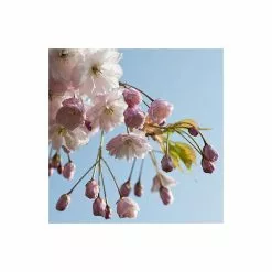 Prunus 'Shirofugen' | Cherry Blossom Tree | 18L Pot | 200-240cm Half Standard -All Plants Sales Store TR9916 add image 2 c5f5