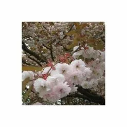 Prunus 'Shirofugen' | Cherry Blossom Tree | 18L Pot | 200-240cm Half Standard -All Plants Sales Store TR9916 add image 3 9967
