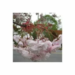 Prunus 'Shirofugen' | Cherry Blossom Tree | 18L Pot | 200-240cm Half Standard -All Plants Sales Store TR9916 add image 4 496a
