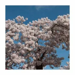 Prunus 'Shirofugen' | Cherry Blossom Tree | 18L Pot | 200-240cm Half Standard -All Plants Sales Store TR9916 rollover image d6bc