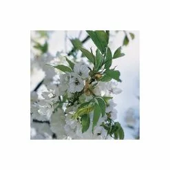 Prunus 'Shirotae' | Mount Fuji Cherry Blossom Tree | 18L Pot | 200-240cm Half Standard -All Plants Sales Store TR9917 add image 2 619d