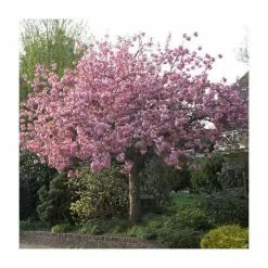Prunus 'Kanzan' | Cherry Blossom Tree | 36L Pot | 240-280cm Full Standard 23 Prunus 'Kanzan' | Cherry Blossom Tree | 36L Pot | 240-280cm Full Standard -All Plants Sales Store TR9919 add image 9 83a9