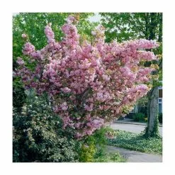 Prunus 'Kanzan' | Cherry Blossom Tree | 36L Pot | 240-280cm Full Standard