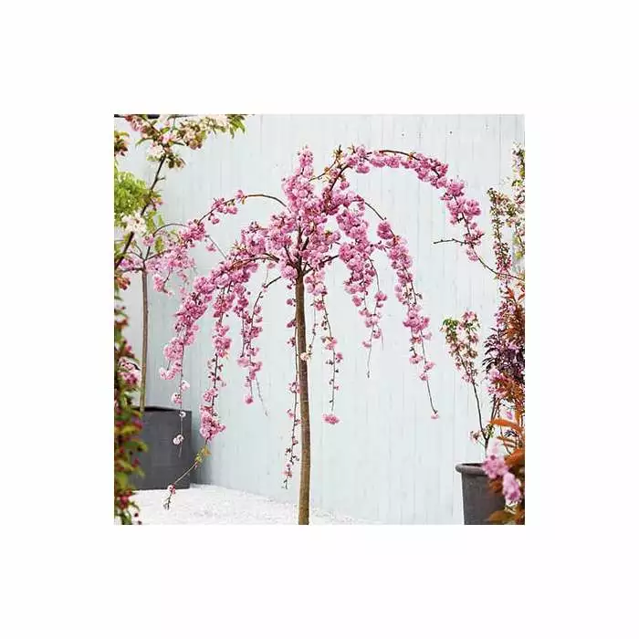 Prunus 'Kiku-shidare-zakura' | Weeping Cherry Blossom Tree | 36L Pot | 240-280cm Full Standard 6 Prunus 'Kiku-shidare-zakura' | Weeping Cherry Blossom Tree | 36L Pot | 240-280cm Full Standard - Image 4