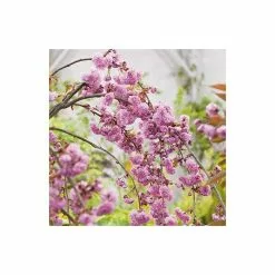 Prunus 'Kiku-shidare-zakura' | Weeping Cherry Blossom Tree | 36L Pot | 240-280cm Full Standard 15 Prunus 'Kiku-shidare-zakura' | Weeping Cherry Blossom Tree | 36L Pot | 240-280cm Full Standard -All Plants Sales Store TR9920 add image 4 13ec