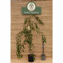 Prunus 'Kiku-shidare-zakura' | Weeping Cherry Blossom Tree | 36L Pot | 240-280cm Full Standard 17 Prunus 'Kiku-shidare-zakura' | Weeping Cherry Blossom Tree | 36L Pot | 240-280cm Full Standard -All Plants Sales Store TR9920 add image 6 c413