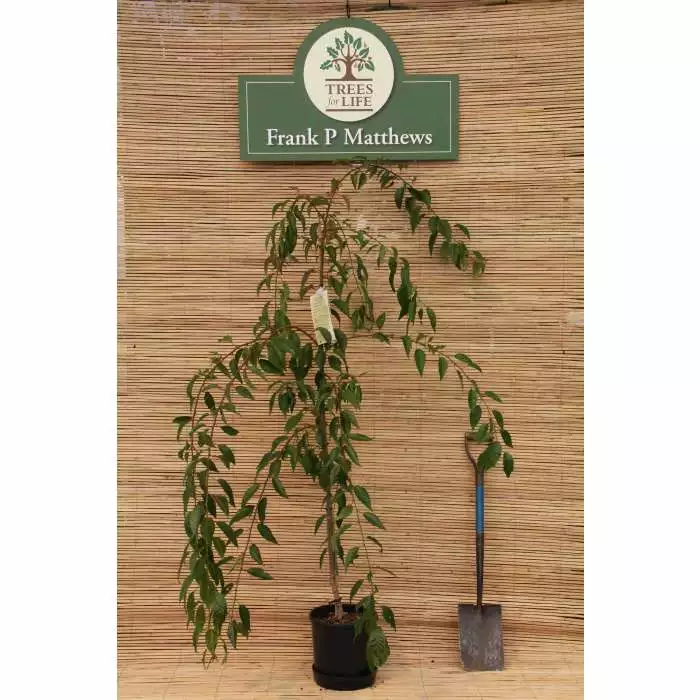 Prunus 'Kiku-shidare-zakura' | Weeping Cherry Blossom Tree | 36L Pot | 240-280cm Full Standard 10 Prunus 'Kiku-shidare-zakura' | Weeping Cherry Blossom Tree | 36L Pot | 240-280cm Full Standard - Image 8