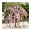 Prunus 'Kiku-shidare-zakura' | Weeping Cherry Blossom Tree | 36L Pot | 240-280cm Full Standard -All Plants Sales Store TR9920 main image fbfd