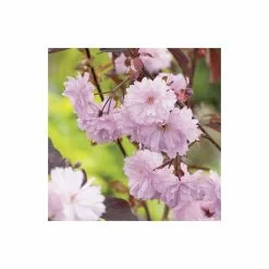Prunus 'Royal Burgundy' | Cherry Blossom Tree | 36L Pot | 240-280cm Full Standard -All Plants Sales Store TR9921 add image 1 d08f