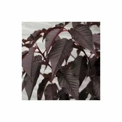 Prunus 'Royal Burgundy' | Cherry Blossom Tree | 36L Pot | 240-280cm Full Standard -All Plants Sales Store TR9921 rollover image 15e8