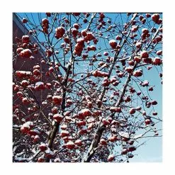 Sorbus Aucuparia | Rowan Tree | 36L Pot | 240-280cm Full Standard -All Plants Sales Store TR9922 add image 2 7649