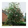 Sorbus Aucuparia | Rowan Tree | 36L Pot | 240-280cm Full Standard -All Plants Sales Store TR9922 main image 6ddf