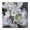Prunus X Yedoensis | Yoshino Cherry Blossom Tree | Bare Root -All Plants Sales Store TR9939 main image 2fdb