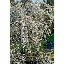 Prunus X Yedoensis | Yoshino Cherry Blossom Tree | Bare Root -All Plants Sales Store TR9939 rollover image e11a