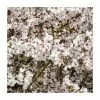 Prunus 'The Bride' | Cherry Blossom Tree | Top-Worked Patio Mini-Standard | Bare Root -All Plants Sales Store TR9940 main image 15d0