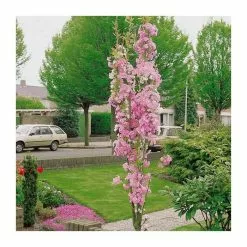 Prunus 'Amanogawa' | Cherry Blossom Tree | 36L Pot | 220-260cm Full Standard