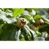 Mespilus Germanica 'Nottingham' | Meldar Tree | 18L Pot | 150-180cm -All Plants Sales Store TR9944 main 23d7
