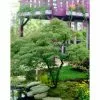 Acer Palmatum Dissectum 'Viride' | Japanese Maple Tree | 15L Pot 1 Acer Palmatum Dissectum 'Viride' | Japanese Maple Tree | 15L Pot -All Plants Sales Store TR9947 main 8e6e