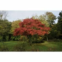 Acer Palmatum 'Ōsakazuki' | Japanese Maple Tree | 5L Pot