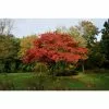 Acer Palmatum 'ÅŒsakazuki' | Japanese Maple Tree | 7.5L Pot 2 Acer Palmatum 'ÅŒsakazuki' | Japanese Maple Tree | 7.5L Pot -All Plants Sales Store TR99491 main 0059
