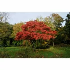 Acer Palmatum 'Ōsakazuki' | Japanese Maple Tree | 7.5L Pot