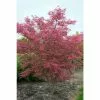 Acer Palmatum 'Shirazz' | Japanese Maple Tree | 15L Pot -All Plants Sales Store TR99494 main cf2e