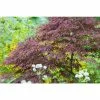 Acer Palmatum 'Tamukeyama' | Japanese Maple Tree | 15L Pot -All Plants Sales Store TR99496 main a345